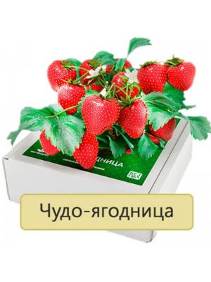 Сказочный Сбор