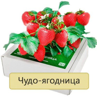 Сказочный Сбор в Нижней Салде