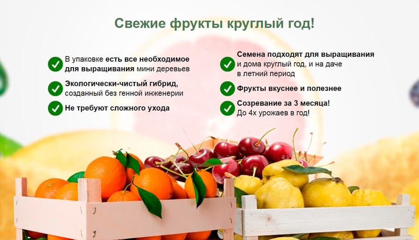 Гибридные мини-деревья Домашние Фрукты Экодар