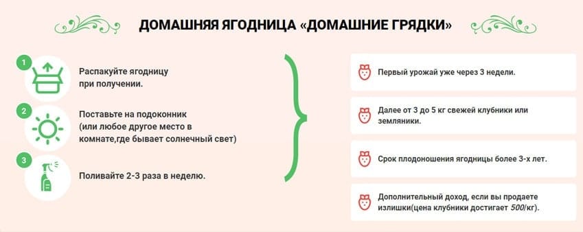 Домашняя ягодница клубника