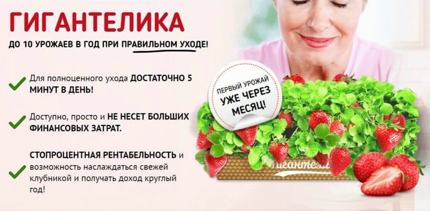Клубника Гигантелика 