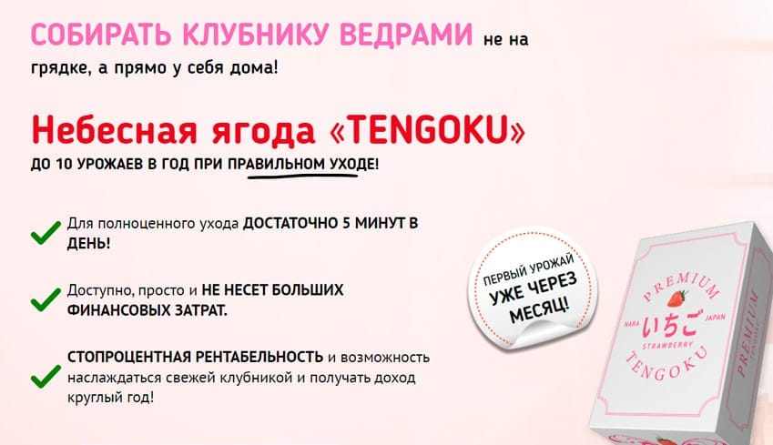 Японская Клубника Тенгоку Небесная Ягода