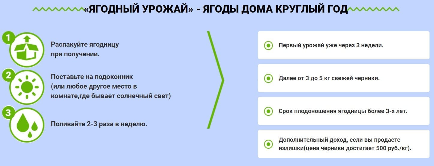 Чудо-ягодница Черника 