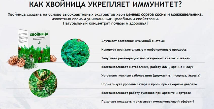 Хвойница порошок для иммунитета
